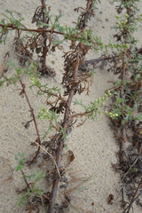 Artemisia campestris maritima