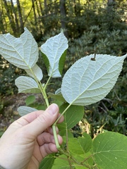 Hydrangea radiata