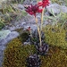Echeveria affinis - Photo 由 licepayan 所上傳的 (c) licepayan，保留部份權利CC BY-NC