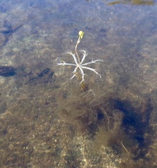 Utricularia radiata