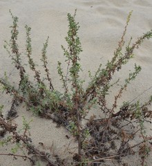 Artemisia campestris maritima