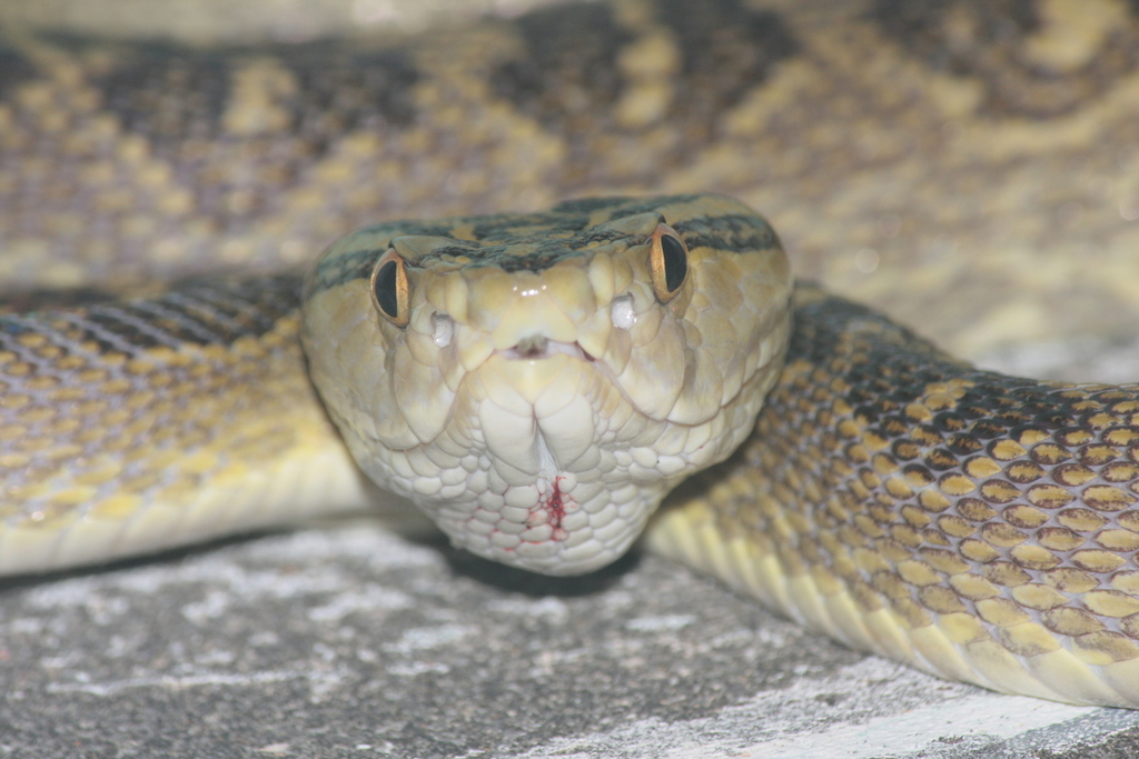 Habu (Protobothrops flavoviridis) Snakes and Lizards