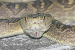 Protobothrops flavoviridis
