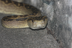 Protobothrops flavoviridis