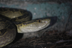 Protobothrops flavoviridis