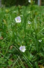 Veronica serpyllifolia serpyllifolia