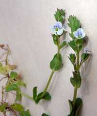 Veronica serpyllifolia serpyllifolia