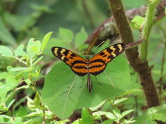 Mechanitis lysimnia utemaia