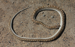 Arizona elegans