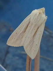 Ichneutica semivittata