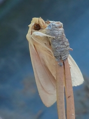 Ichneutica semivittata