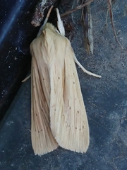 Ichneutica semivittata
