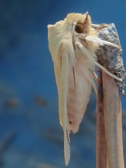 Ichneutica semivittata
