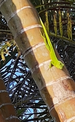 Anolis garmani