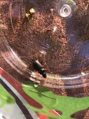 Harpalus pensylvanicus