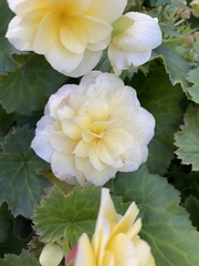 Begonia × tuberhybrida