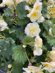 Begonia × tuberhybrida