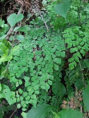 Adiantum amplum