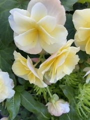 Begonia × tuberhybrida