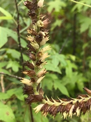 Physostegia digitalis