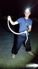 Protobothrops flavoviridis