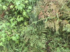 Physostegia digitalis