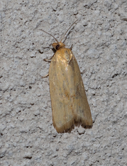 Clepsis therina