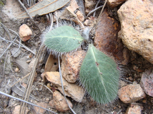 Image of Hieracium fendleri by (c) Alexis López Hernández, some rights reserved (CC BY)
