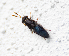Hermetia sexmaculata