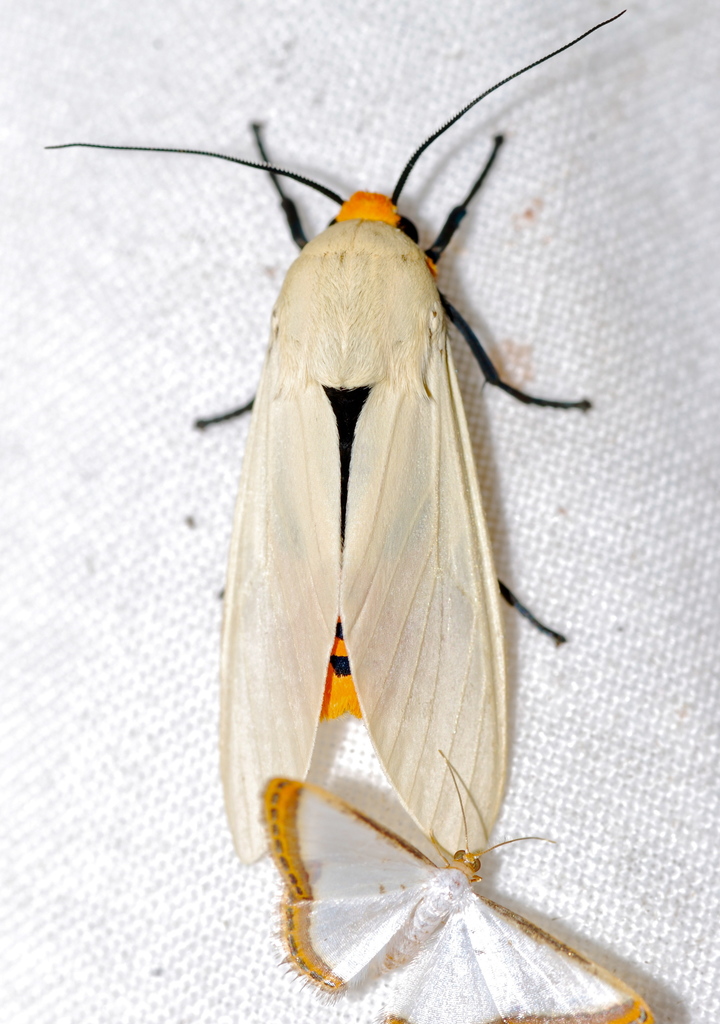 Selenarctia elissa