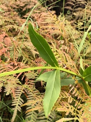 Physostegia digitalis