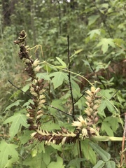 Physostegia digitalis