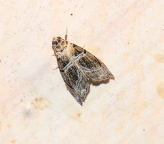 Abablemma bilineata