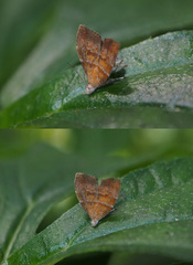 Choreutis achyrodes