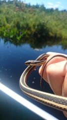 Thamnophis saurita septentrionalis