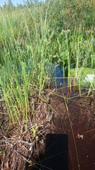 Thamnophis saurita septentrionalis