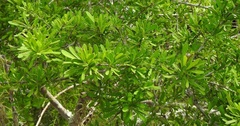 Suriana maritima