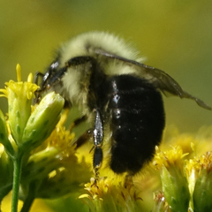 Bombus impatiens