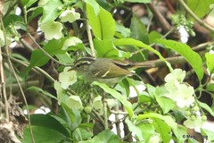 Phylloscopus chloronotus