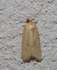 Clepsis therina