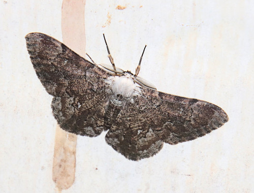 Thyrinteina arnobia