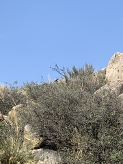 Oreoscoptes montanus