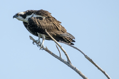 Pandion haliaetus