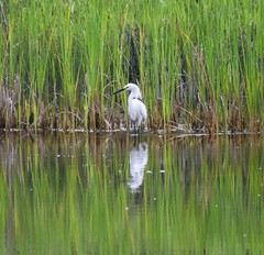 Egretta thula