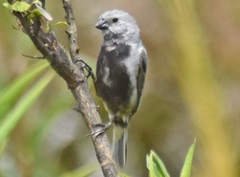 Sporophila melanogaster