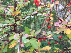 Berberis thunbergii