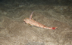 Chelidonichthys obscurus