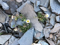 Erigeron lanatus