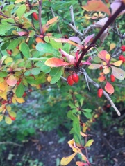 Berberis thunbergii