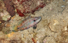 Symphodus ocellatus